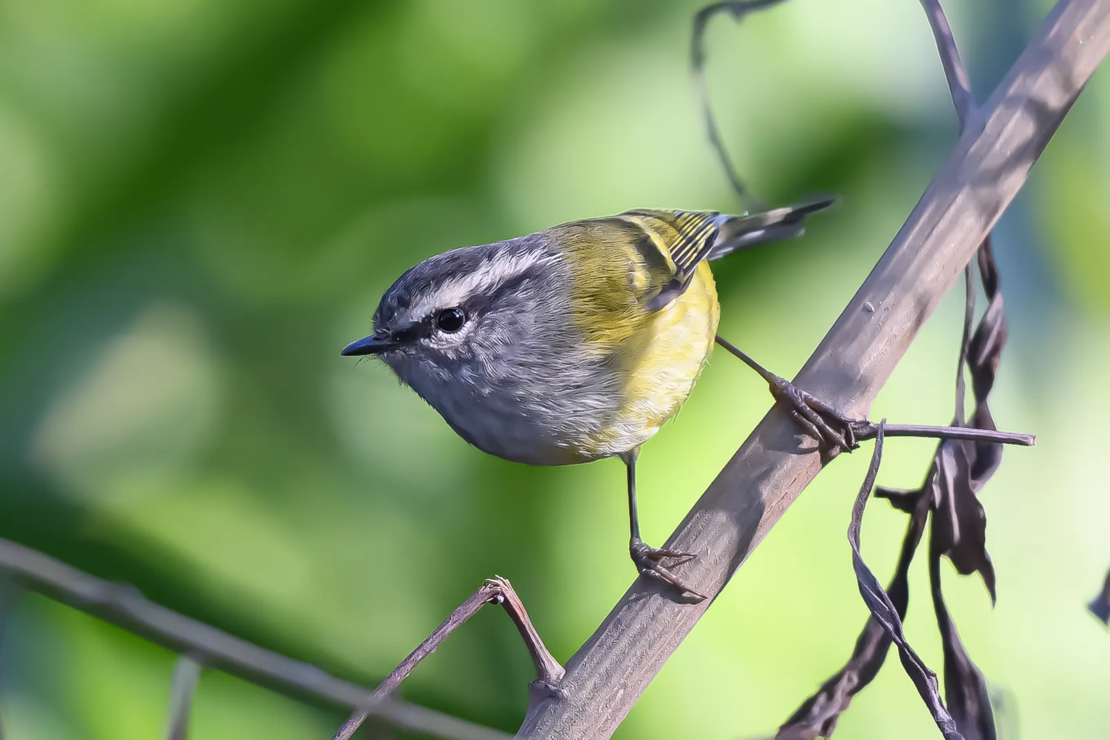 Birding Tours in Bhutan - What You Need to Know